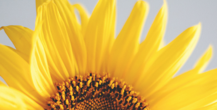 Photo of sunflower